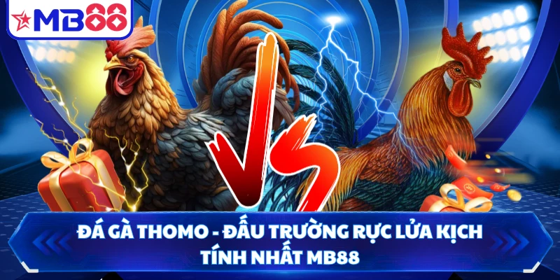 Đá Gà Thomo - Đấu Trường Rực Lửa Kịch Tính Nhất MB88