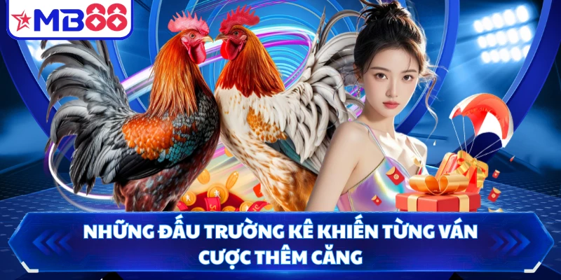 Những đấu trường kê khiến từng ván cược thêm căng
